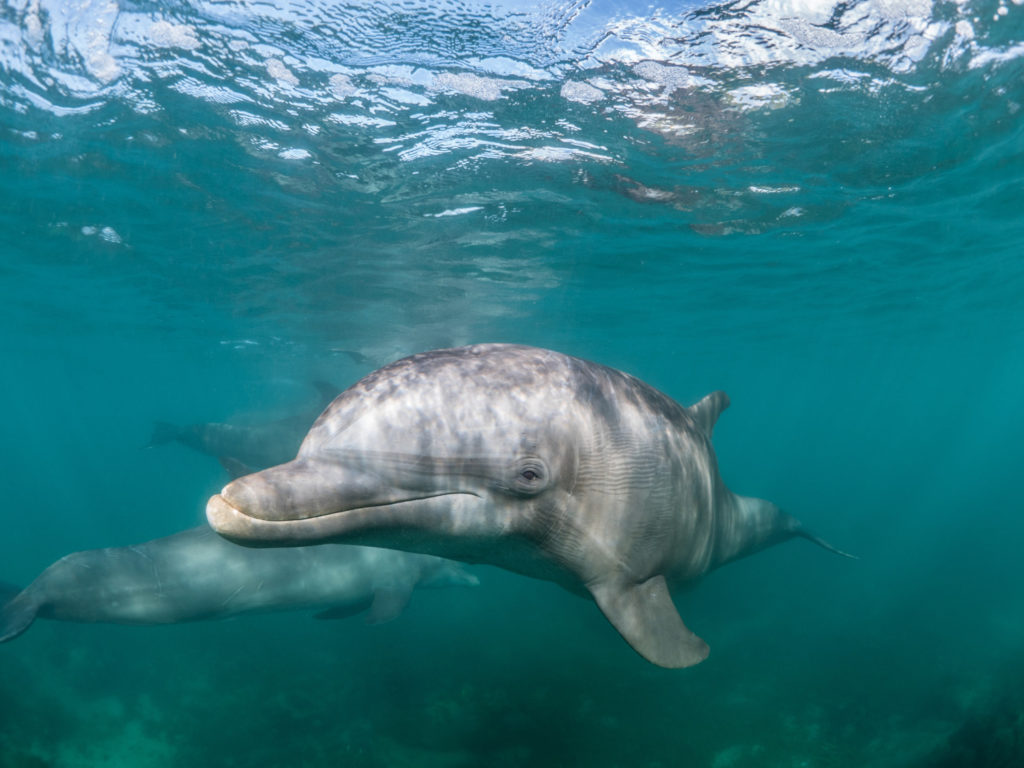 beautiful shot of common bottlenose dolphin living his best life under the sea