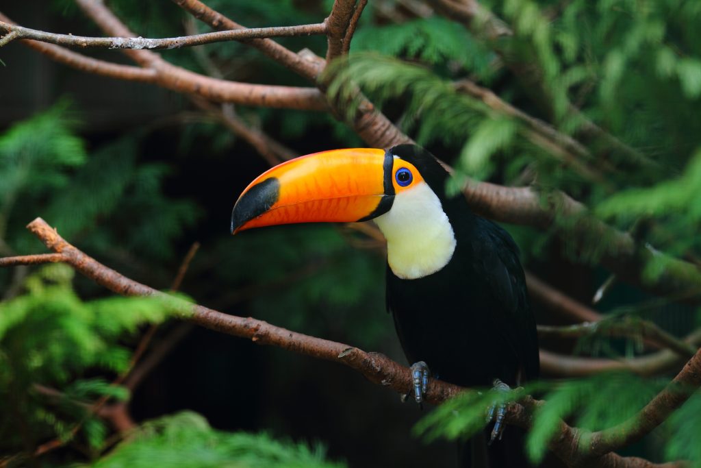 selective focus shot of toucan standing on tree branch