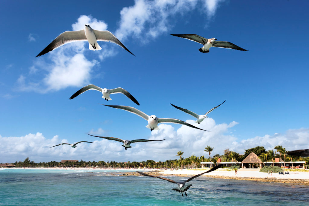 somes seagulls flying in blue sky in mexico